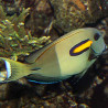 Acanthurus Olivaceus  : 10-12 cm
